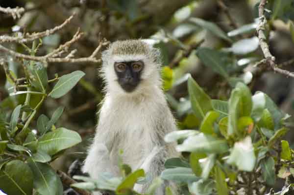 Mono Verde - reserva nacional de Masai Mara - Kenia 1.jpg